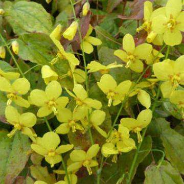 Epimedium perralchicum 'Frohnleiten'
