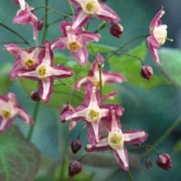 Epimedium rubrum (x)