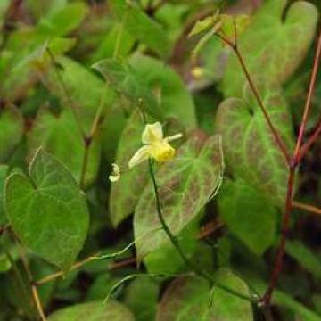 Epimedium versicolor (x) 'Sulphureum'