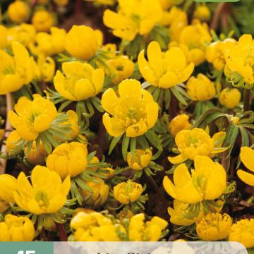 Eranthis cilicica