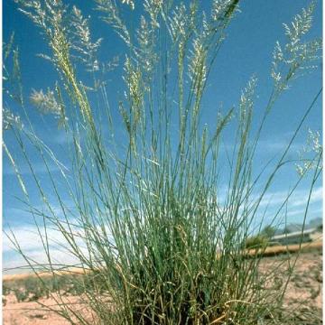 Eragrostis curvula