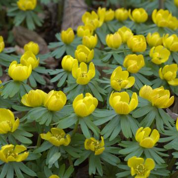 Eranthis heymalis
