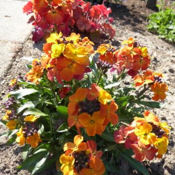 Erysimum 'Bowl Orange'
