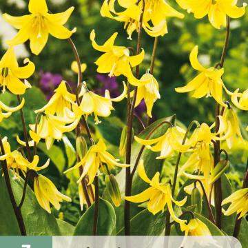 Erythronium pagoda