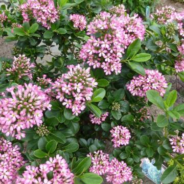 Escallonia 'Pink Elle'