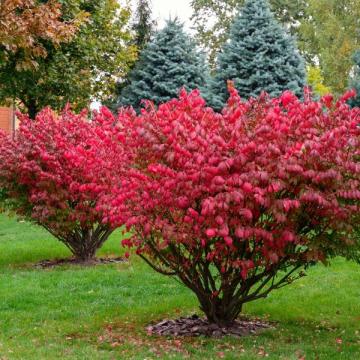 Euonymus europaeus 'Red Cascade'