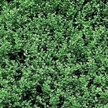 Euonymus japonica 'Microphyllus'