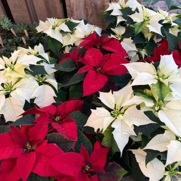 Euphorbia pulcherrima 'Alaska'