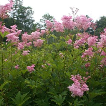 Filipendula rubra 'Venusta'