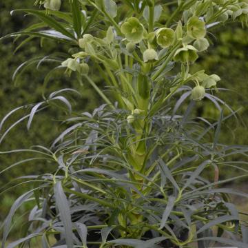 Helleborus foetidus 'Sopron'