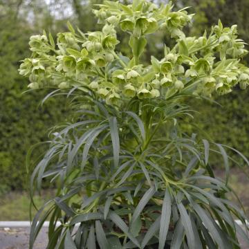 Helleborus foetidus 'Wilgenbroek'