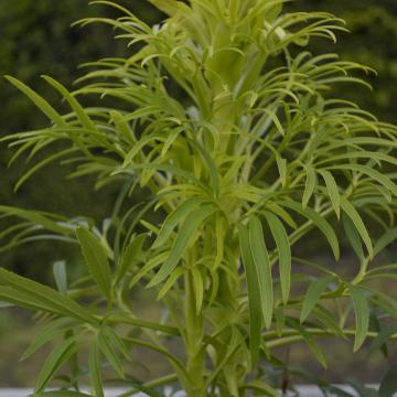 Helleborus foetidus 'Yellow'