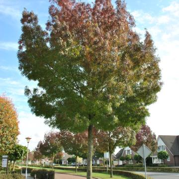 Fraxinus ang. 'Raywood'