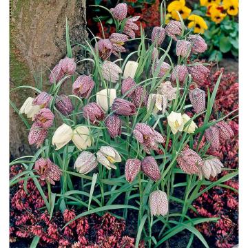 Fritillaria meleagris