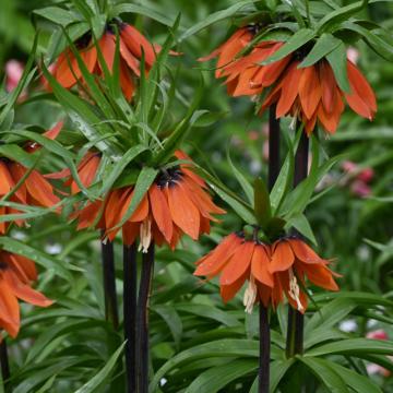 Fritillaria 'Orange Beauty'