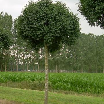 Fraxinus ornus 'Mecsek'