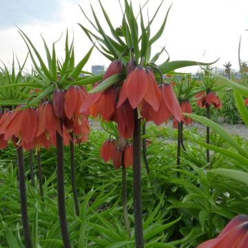 Fritillaria 'Red Beauty'