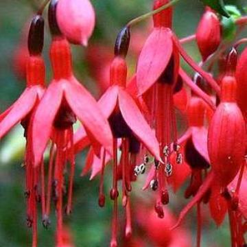 Fuchsia hybride 'Riccartonii'