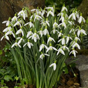 Galanthus elwessi