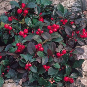 Gaultheria procumbens