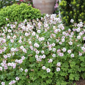 Geranium cantabrigiense (x) 'Biokovo'