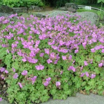 Geranium cantabrigiense (x) 'Cambridge'