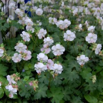 Geranium cantabrigiense (x) 'St. Ola'