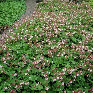 Geranium macrorrhizum 'Spessart'