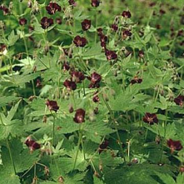 Geranium phaeum