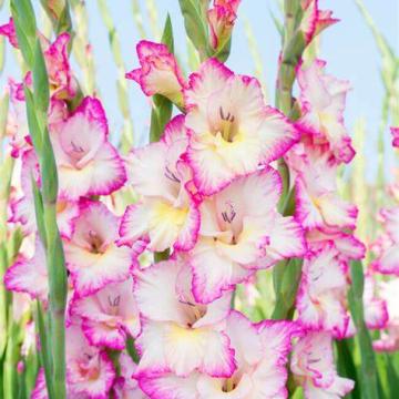 Gladiolus 'Priscilla'