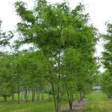 Gleditsia triacanthos 'Skyline'