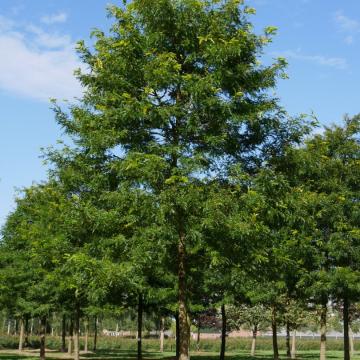 Gleditsia triacanthos 'Sunburst'