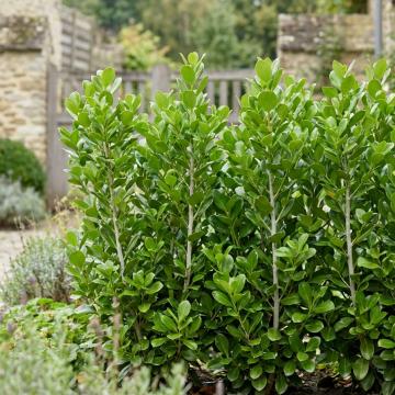 Griselinia littoralis 'Green Horizon'
