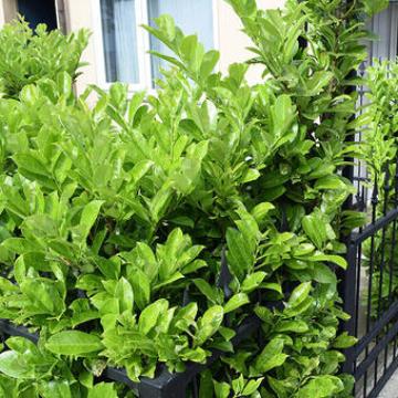 Griselinia littoralis