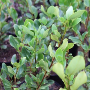 Griselinia littoralis 'Redge'
