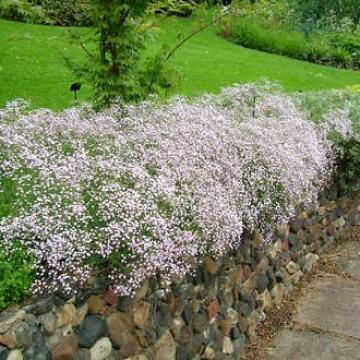 Gypsophila 'Rosenschleier'