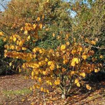 Hamamelis intermedia (x) 'Pallida'