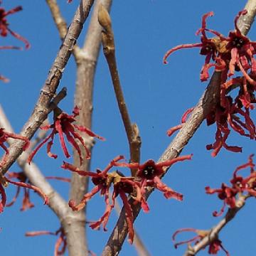 Hamamelis intermedia (x) 'Ruby Glow'