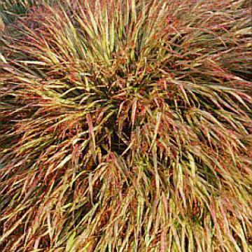Hakonechloa macra 'Aureola'