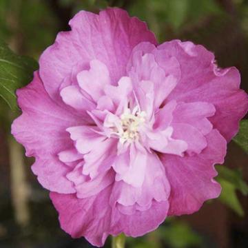 Hibiscus syriacus 'Purple Ruffles'