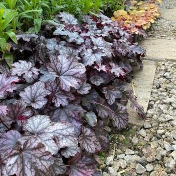 Heuchera 'Blackberry'