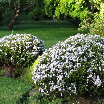 Hebe buxifolia