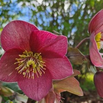 Helleborus SJ 'Fenna'