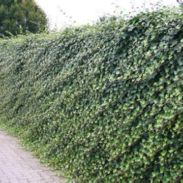Hedera helix 'Hibernica'