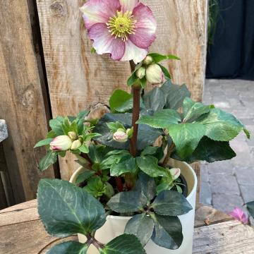 Helleborus 'Ice N' Roses Carlotta'