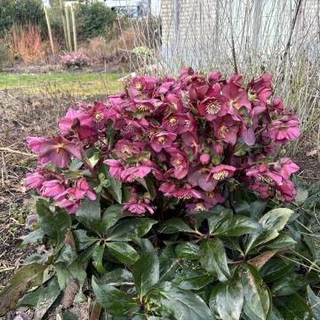 Helleborus 'Ice N' Roses Early Red'