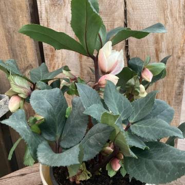 Helleborus 'Ice N' Roses Frosty'