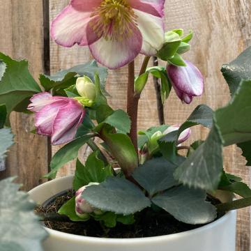 Helleborus 'Ice N' Roses Picotee'
