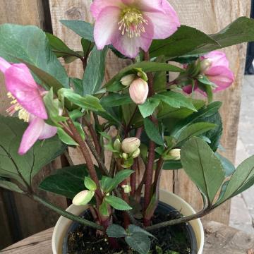 Helleborus 'Ice N' Roses Pink Promise'
