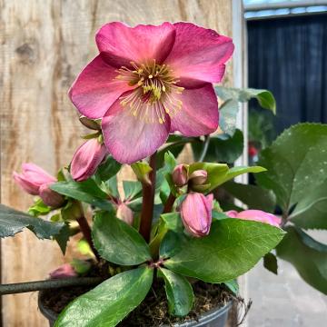 Helleborus 'Ice N' Roses Rose'